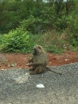 Baboon